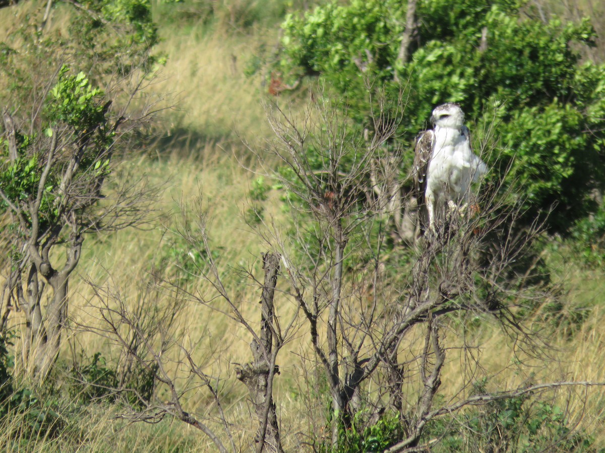 Martial Eagle - ML643768446