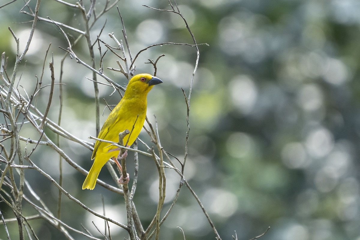 African Golden-Weaver - ML643768451