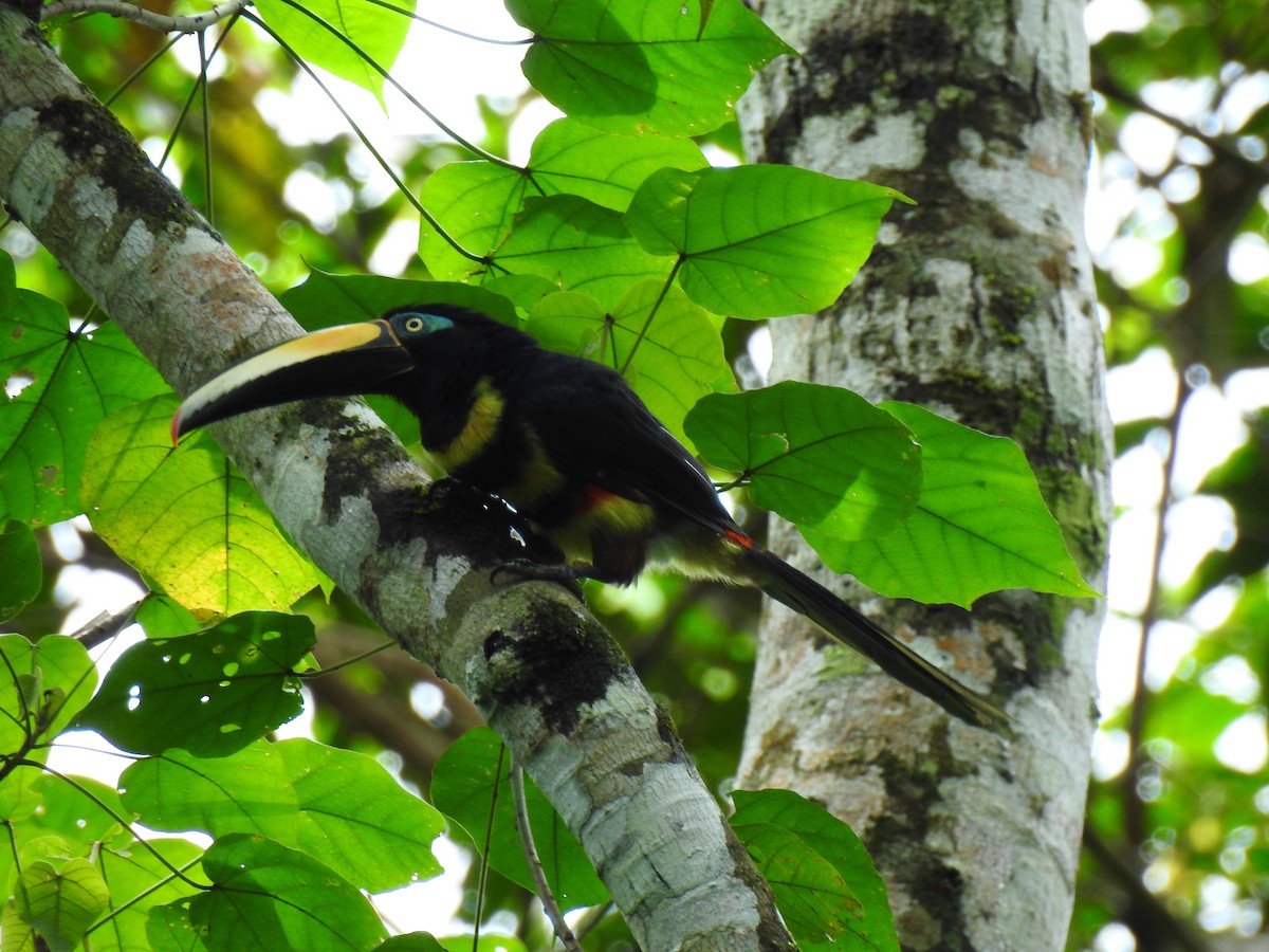 Many-banded Aracari - ML643768454