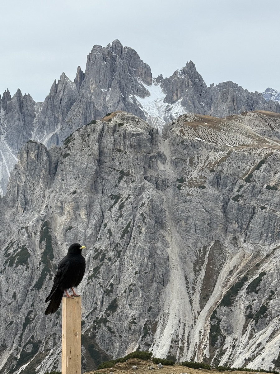 alpekaie - ML643768462