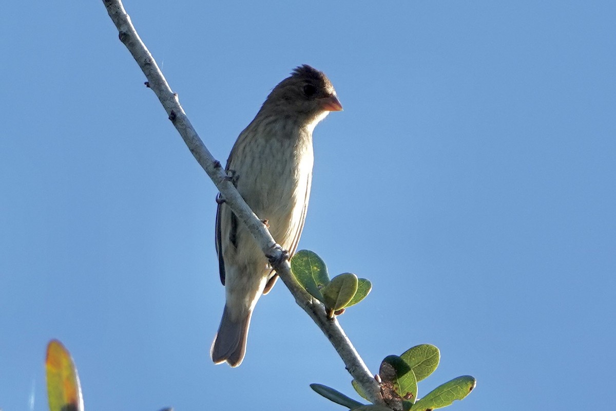 Indigo Bunting - ML643768466