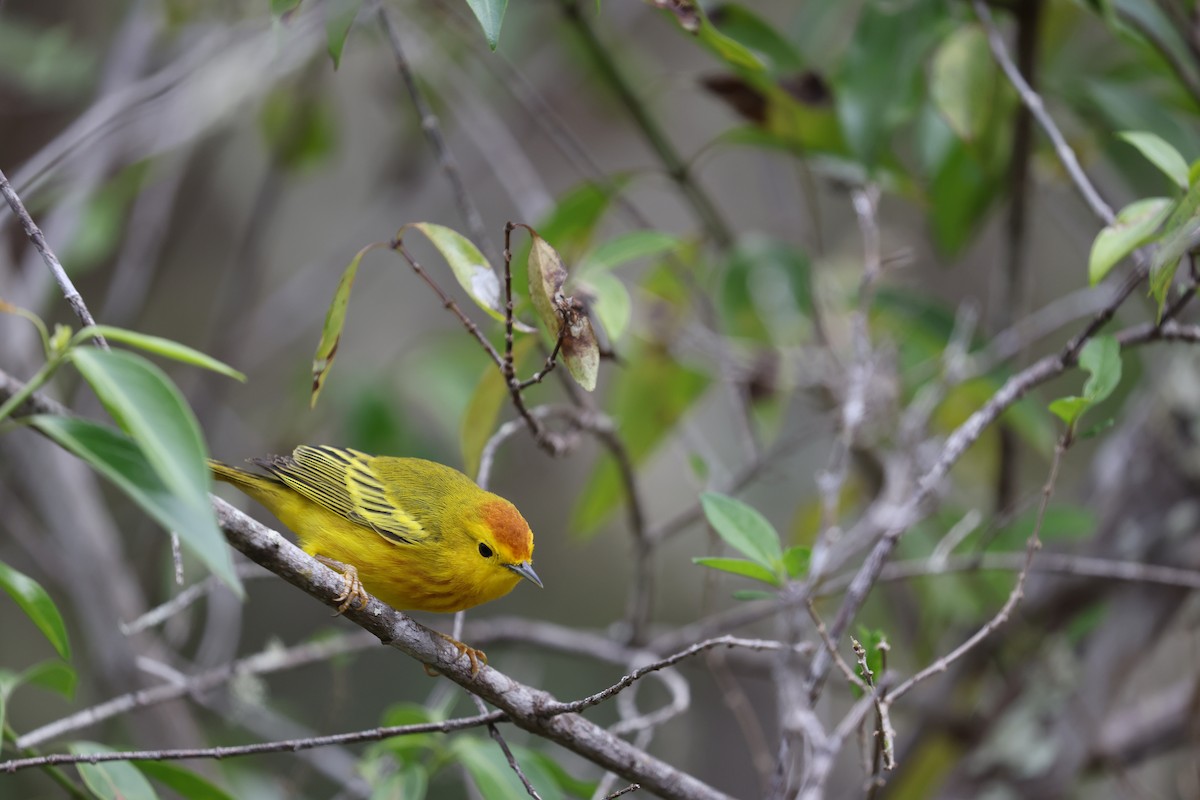Paruline jaune (aureola) - ML643768475