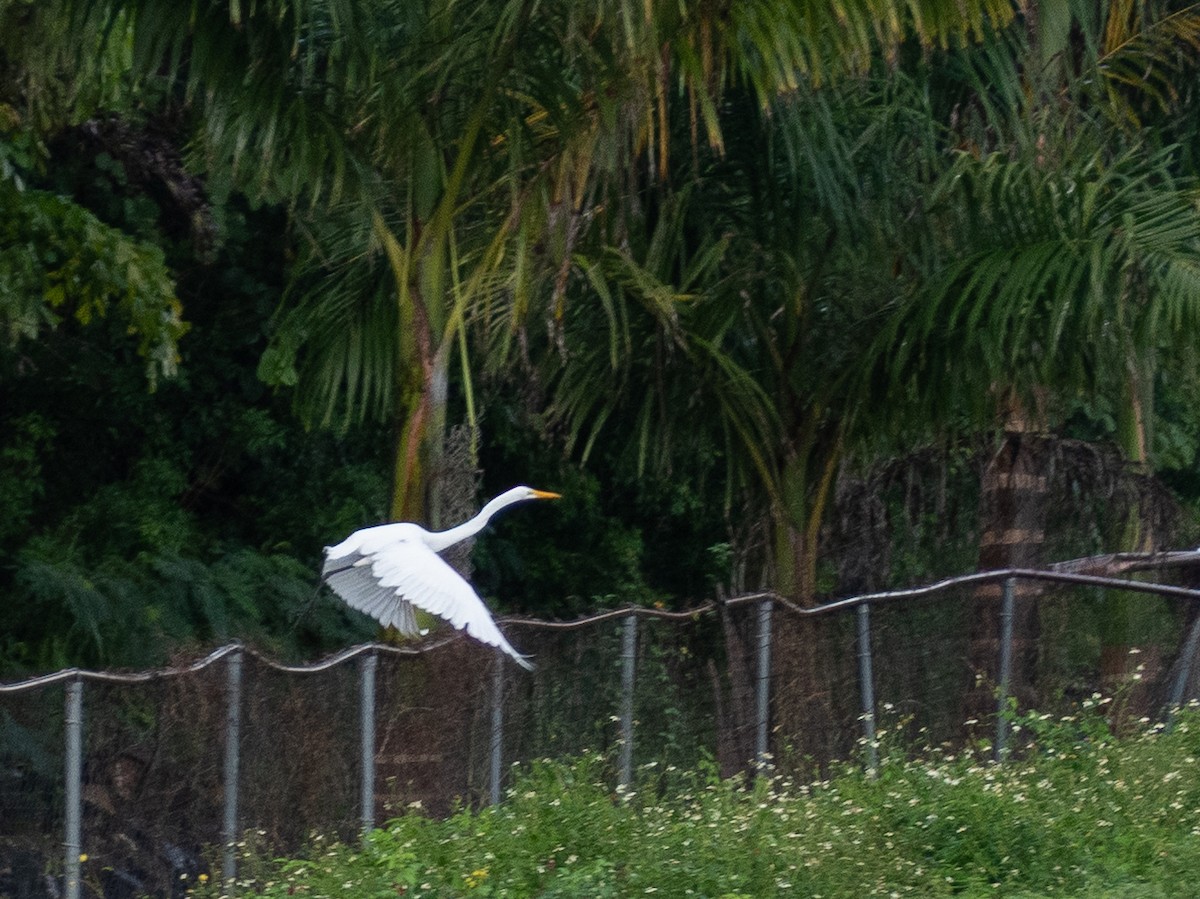 Great Egret - ML643768479