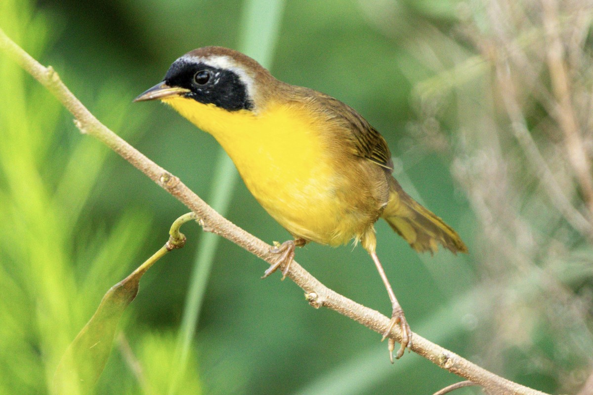 Common Yellowthroat - ML643768487