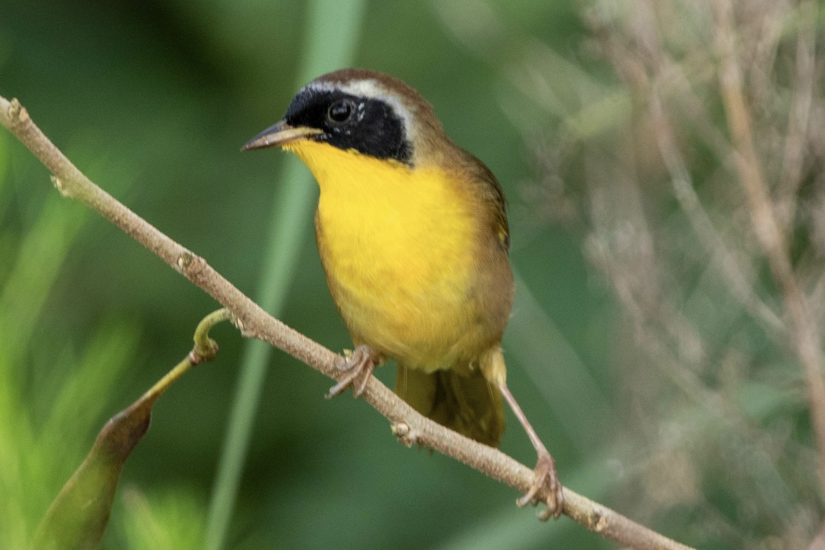 Common Yellowthroat - ML643768488