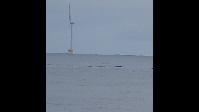 Common Scoter - ML643768496