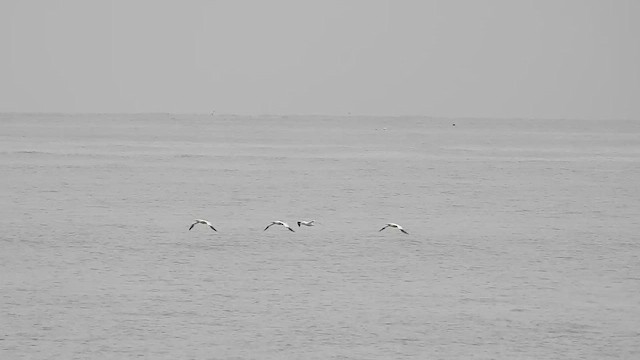 Northern Gannet - ML643768518