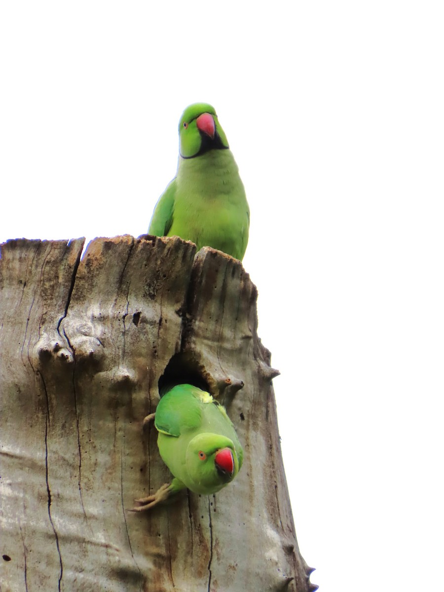 Rose-ringed Parakeet - ML643768526