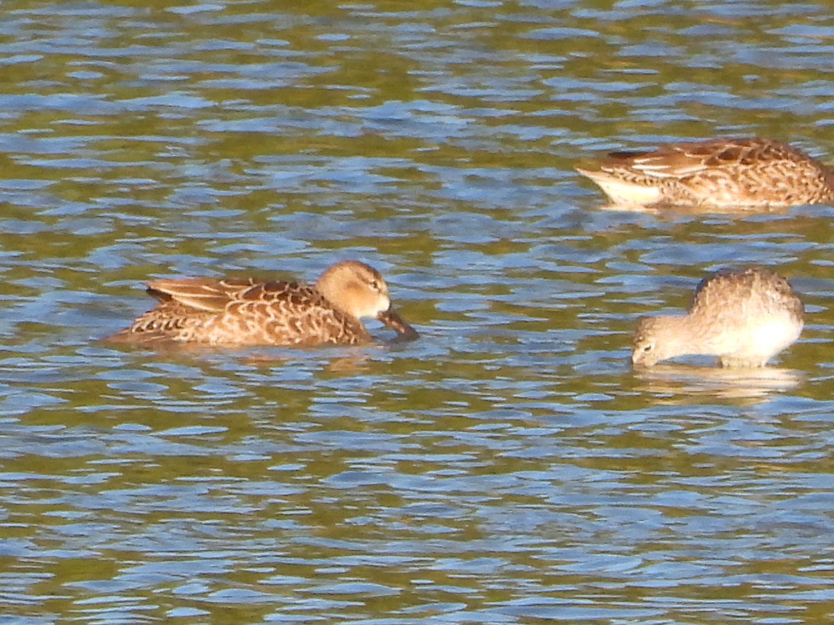Northern Shoveler - ML643768530