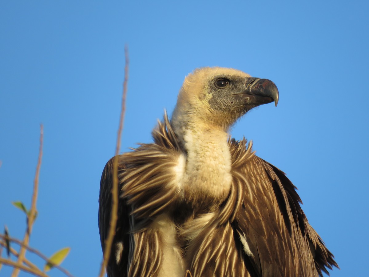 White-backed Vulture/Rüppell's Griffon - ML643768539
