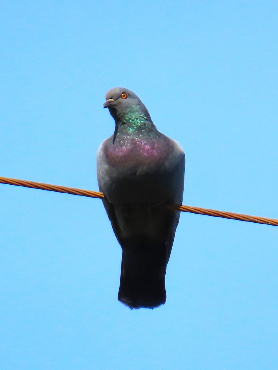 Rock Pigeon (Feral Pigeon) - ML643768540
