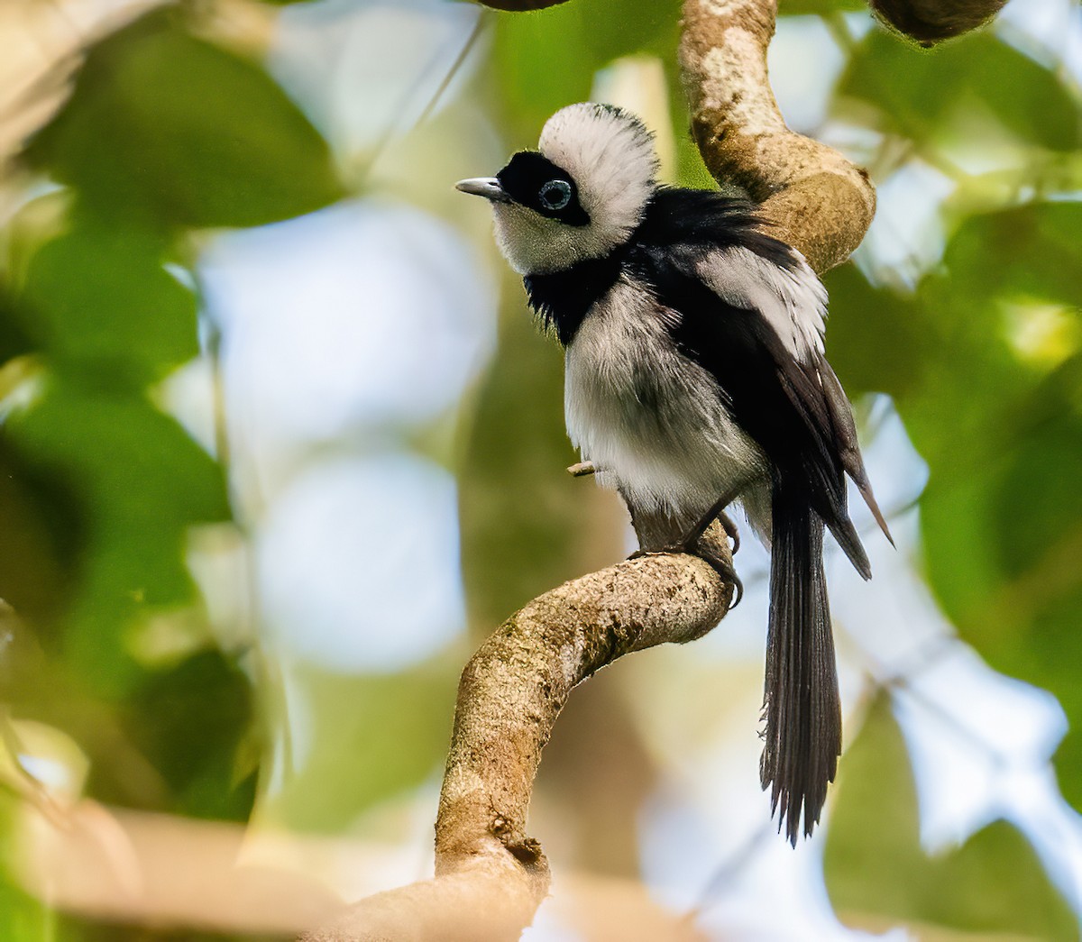 Pied Monarch - ML643768543