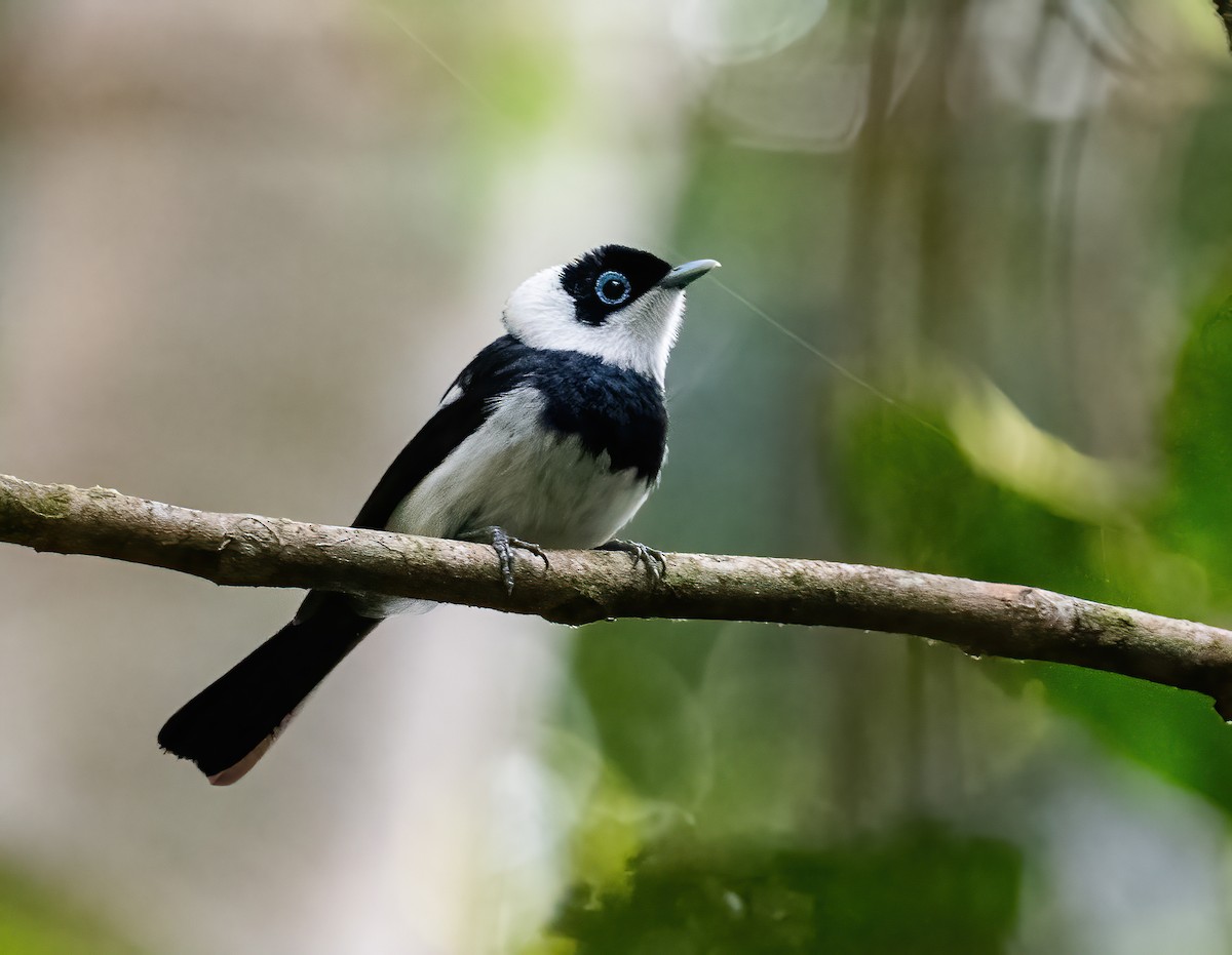 Pied Monarch - ML643768544