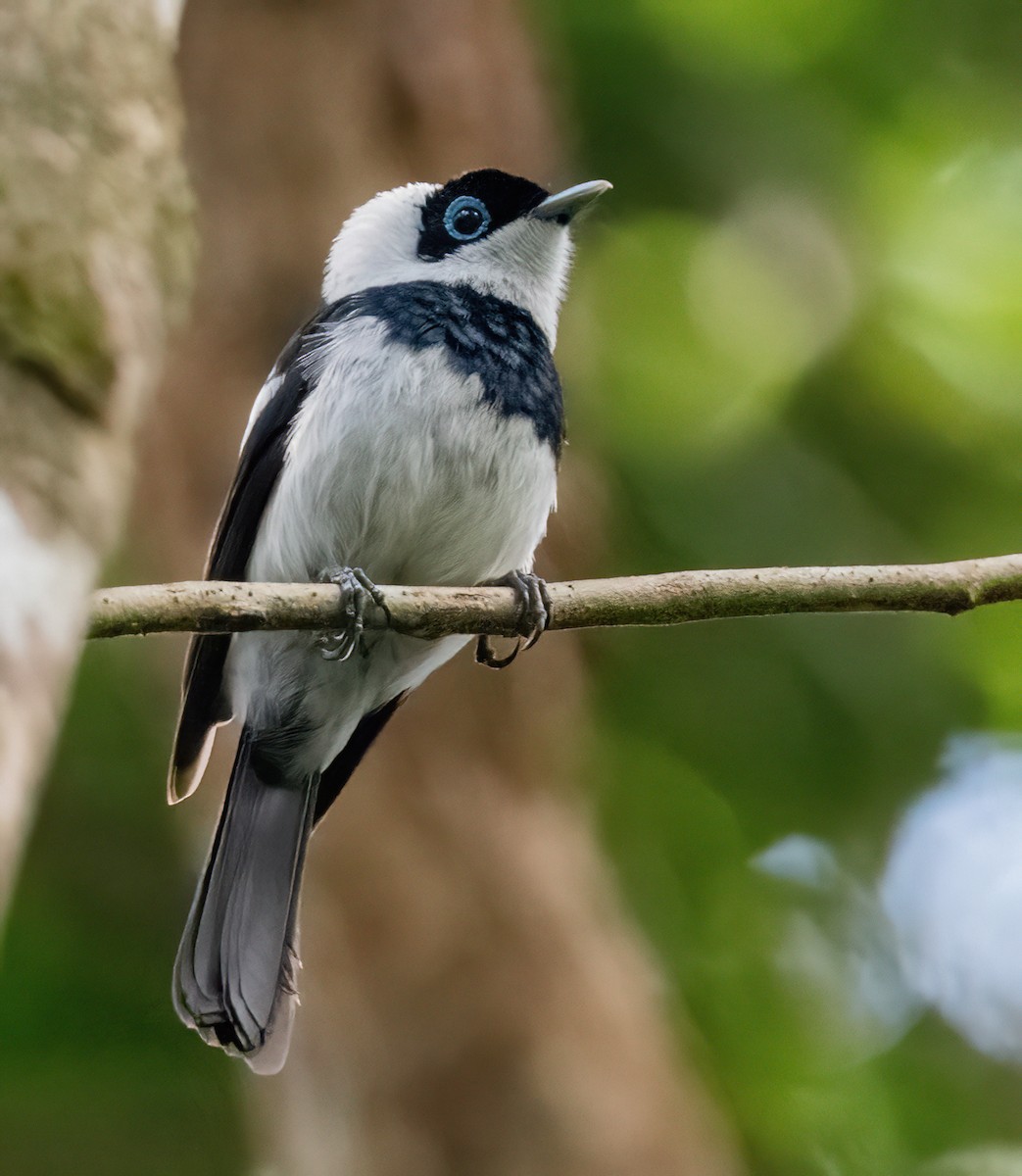 Pied Monarch - ML643768545