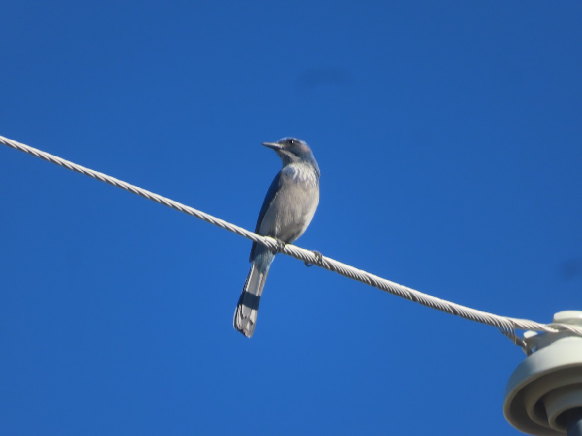Woodhouse's Scrub-Jay - ML643768547