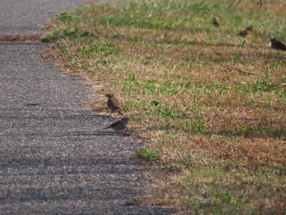 Vesper Sparrow - ML643768551