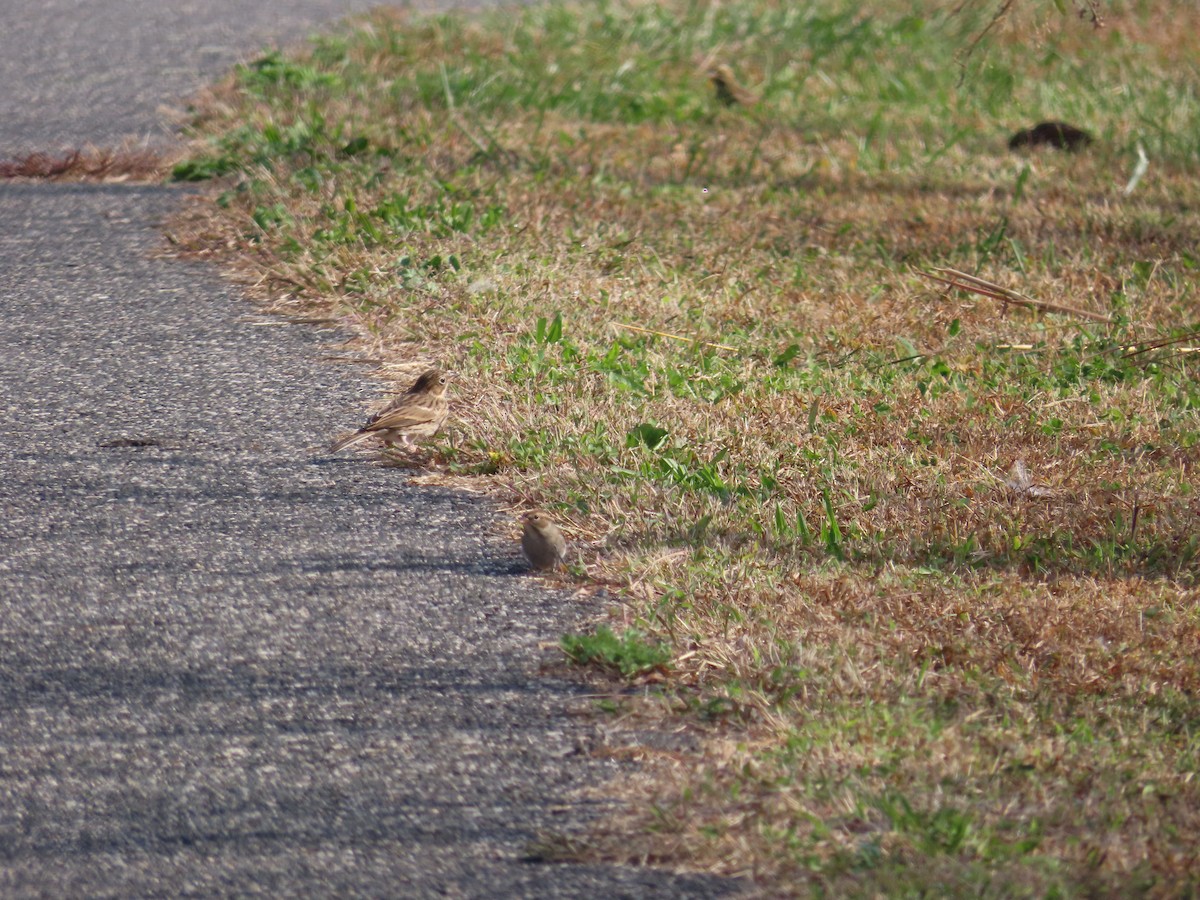 Vesper Sparrow - ML643768552