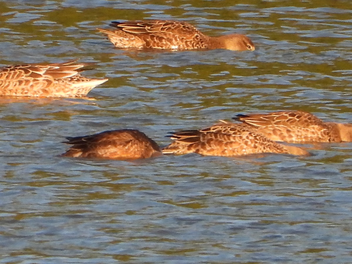 Northern Shoveler - ML643768554