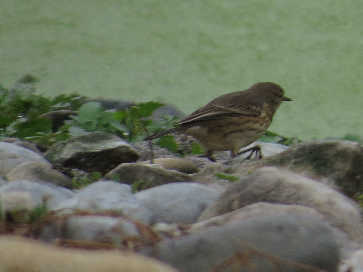 American Pipit - ML643768555