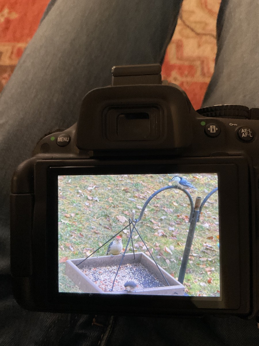 White-breasted Nuthatch - ML643768562