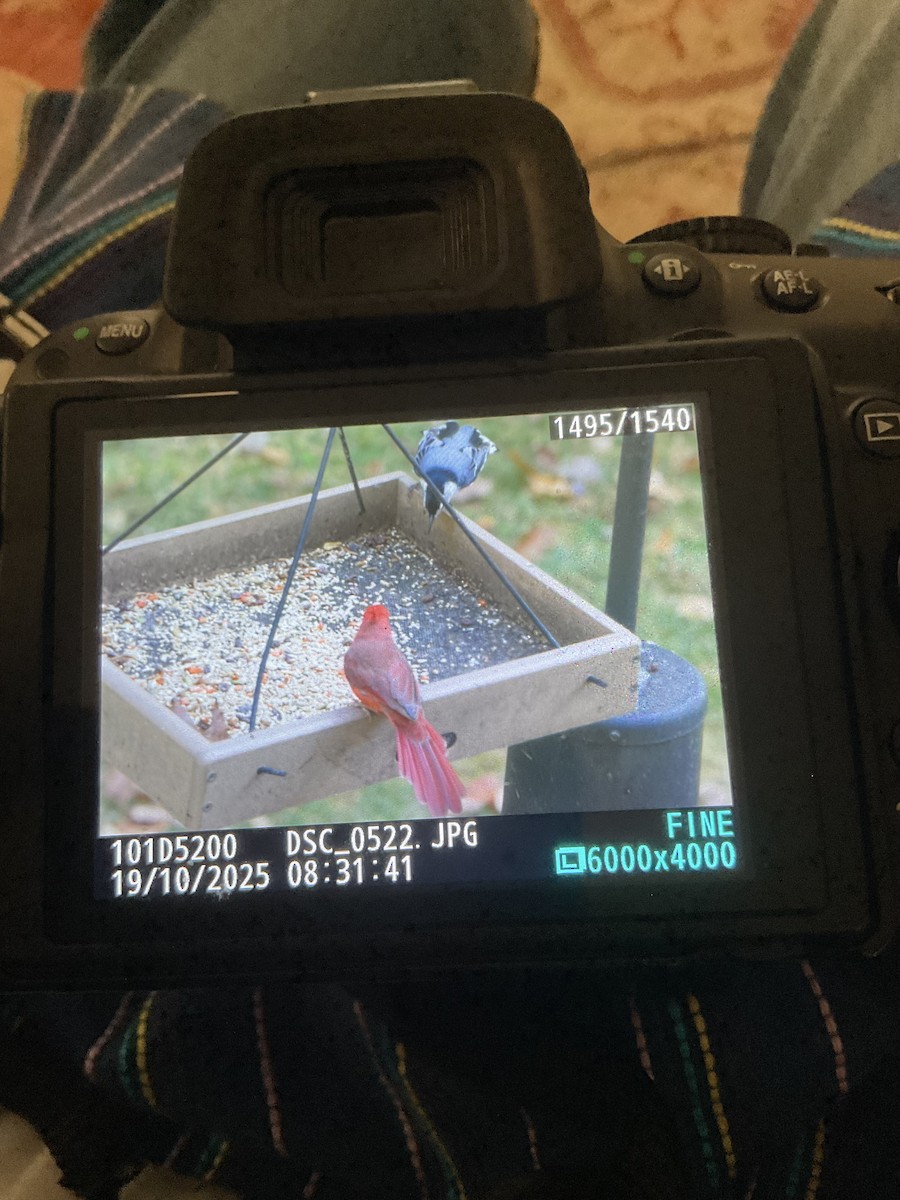 White-breasted Nuthatch - ML643768563