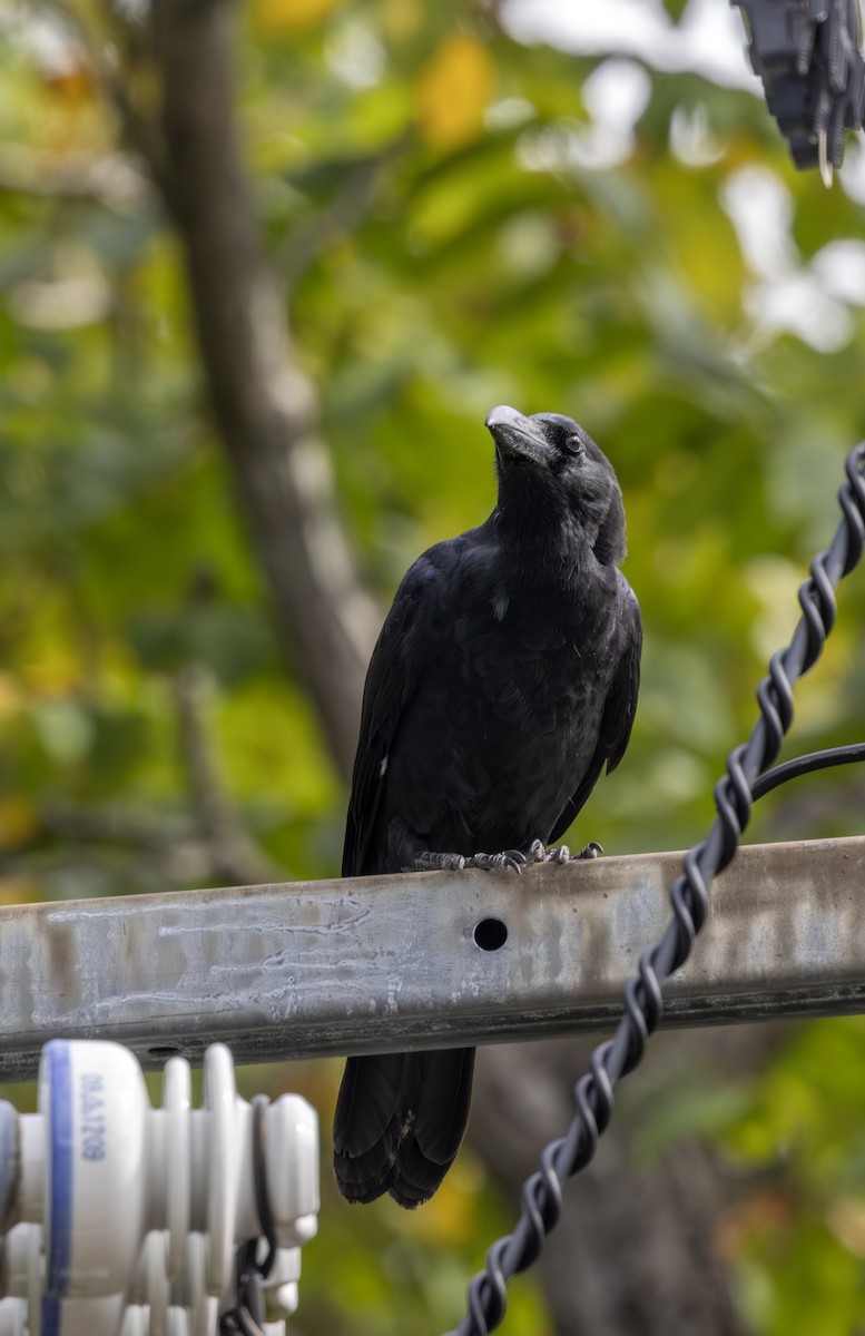 vrána tlustozobá - ML643768569