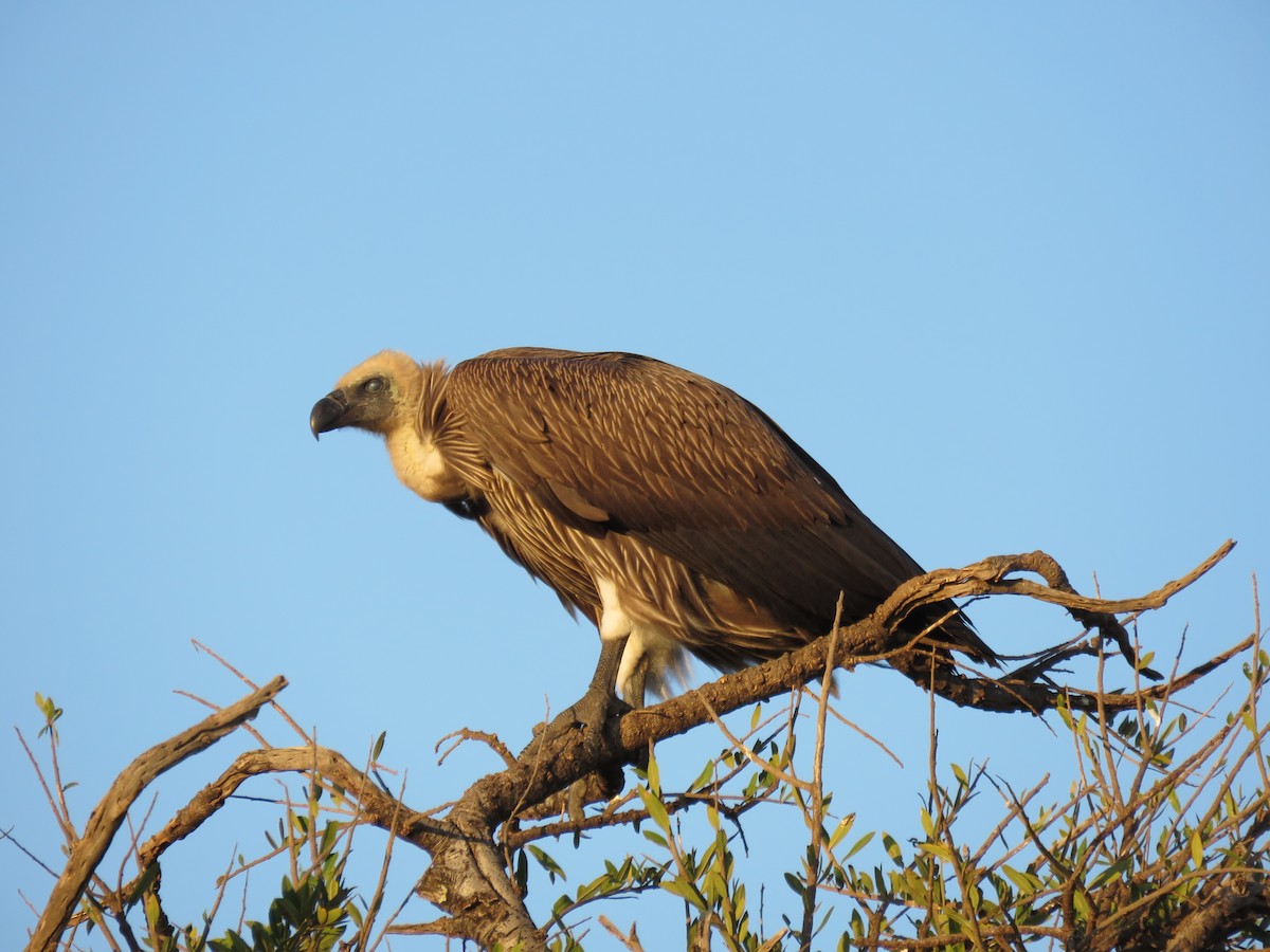 White-backed Vulture/Rüppell's Griffon - ML643768584