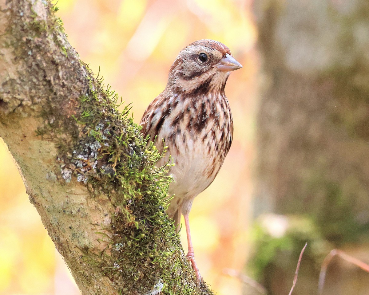 Song Sparrow - ML643768585