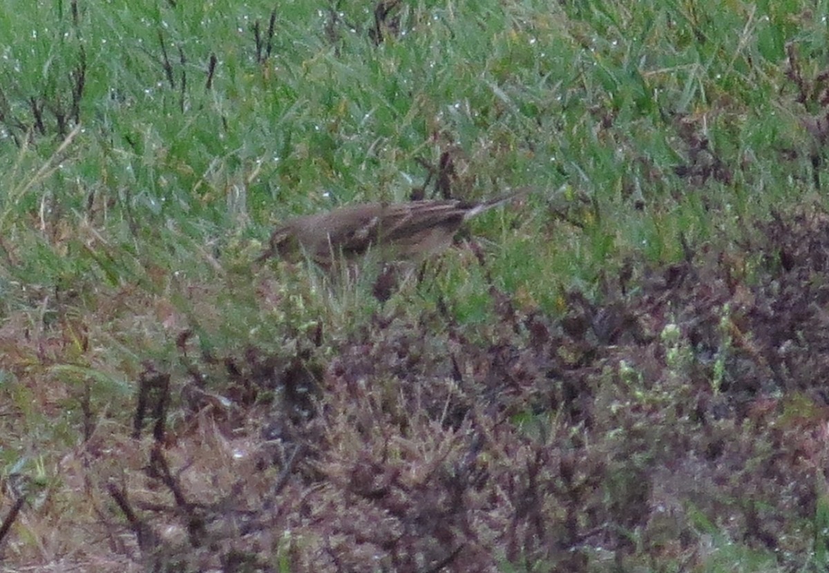 American Pipit - ML643768622