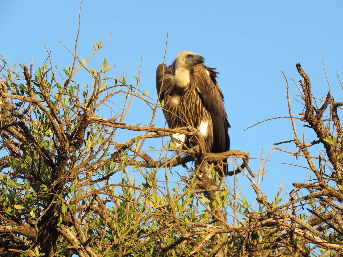 White-backed Vulture/Rüppell's Griffon - ML643768626