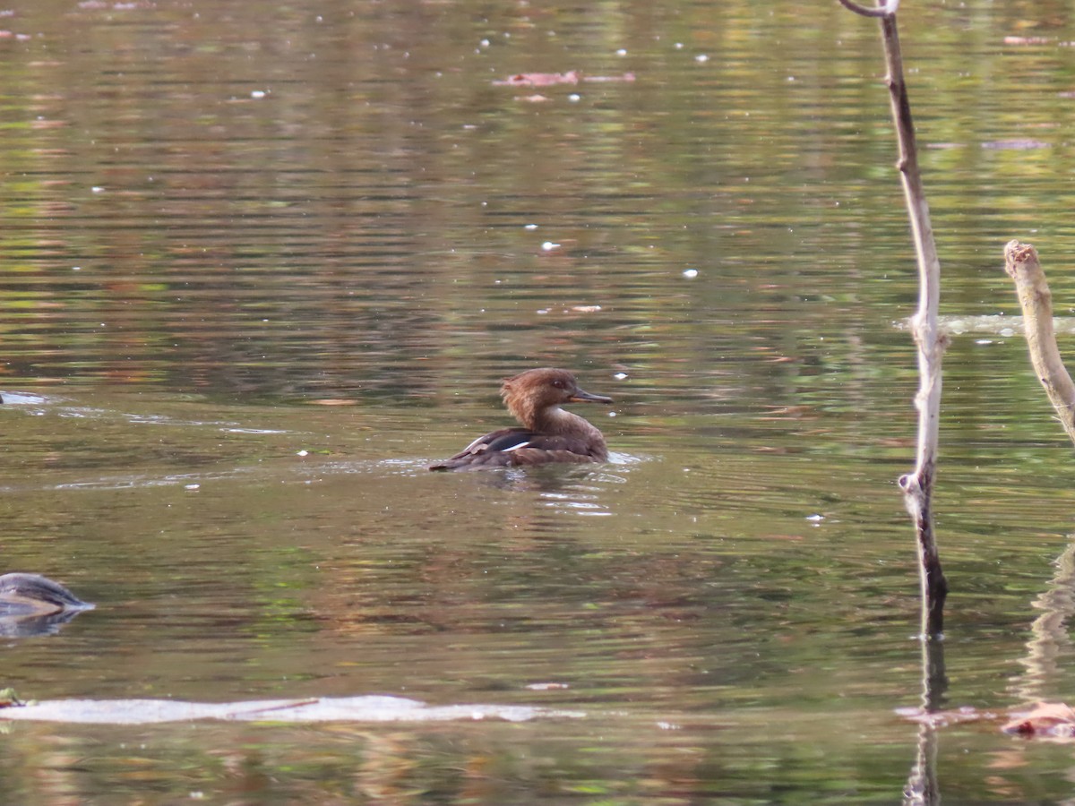 Hooded Merganser - ML643768627