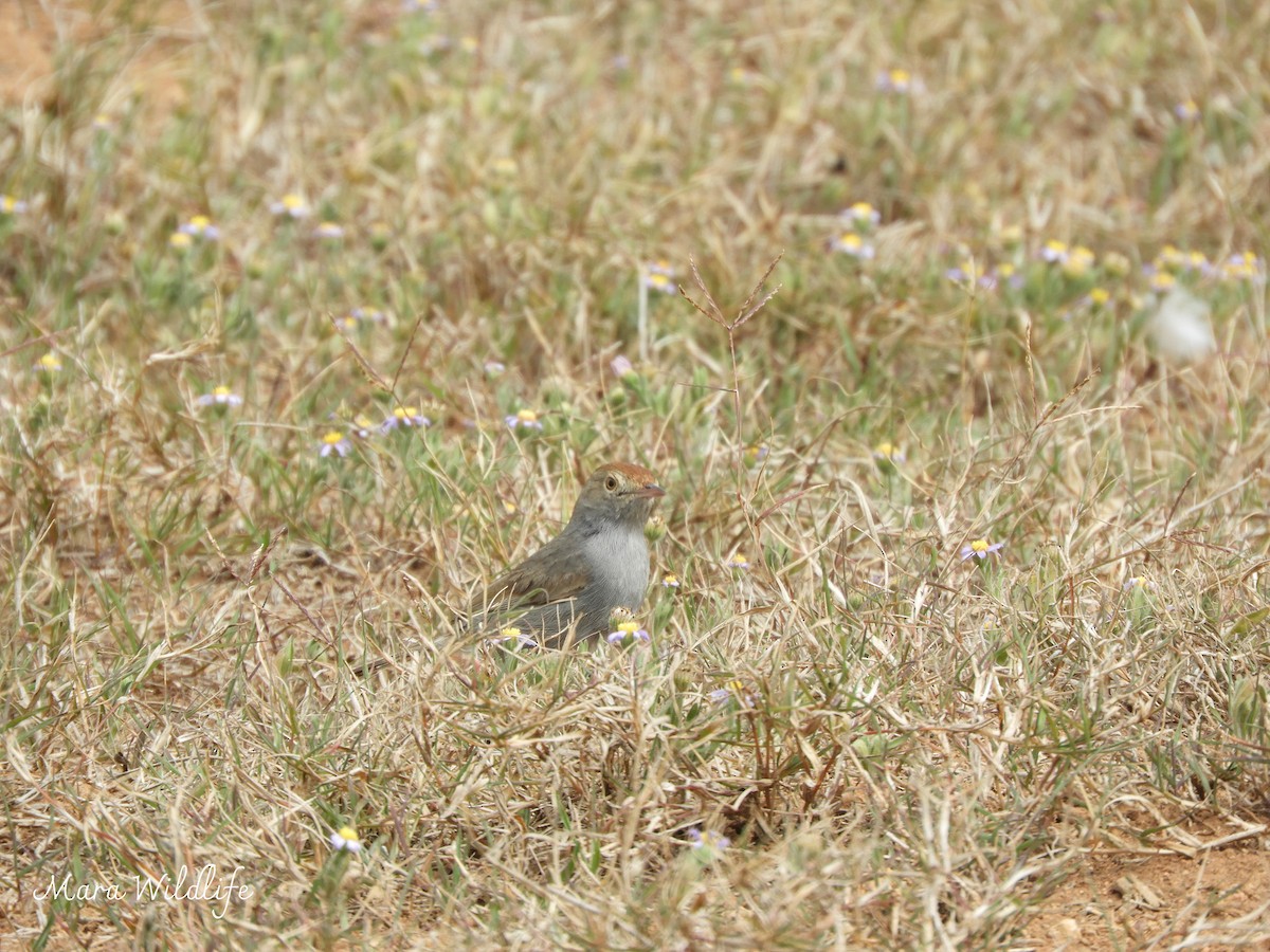 Piping Cisticola - ML643768655
