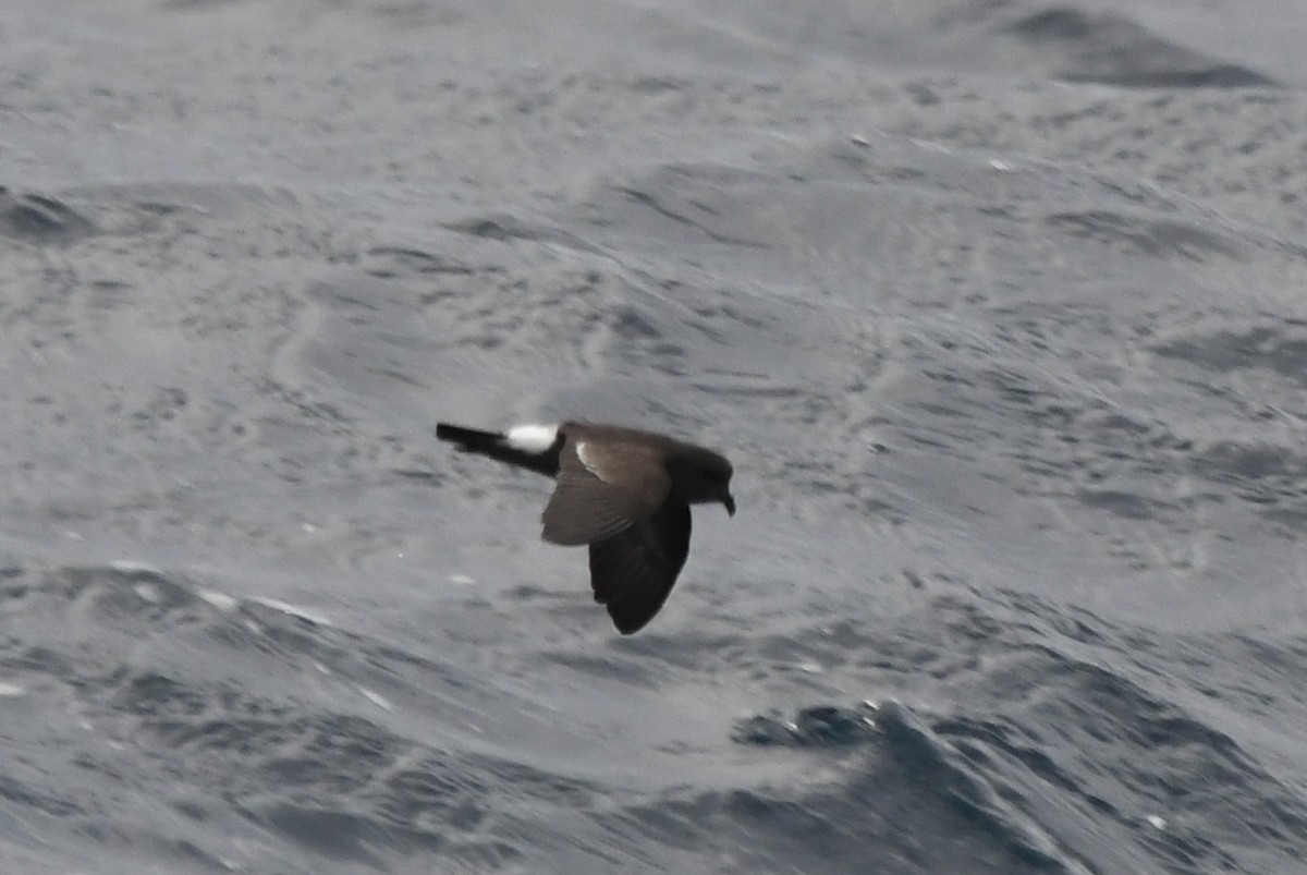 Océanite tempête - ML643768660