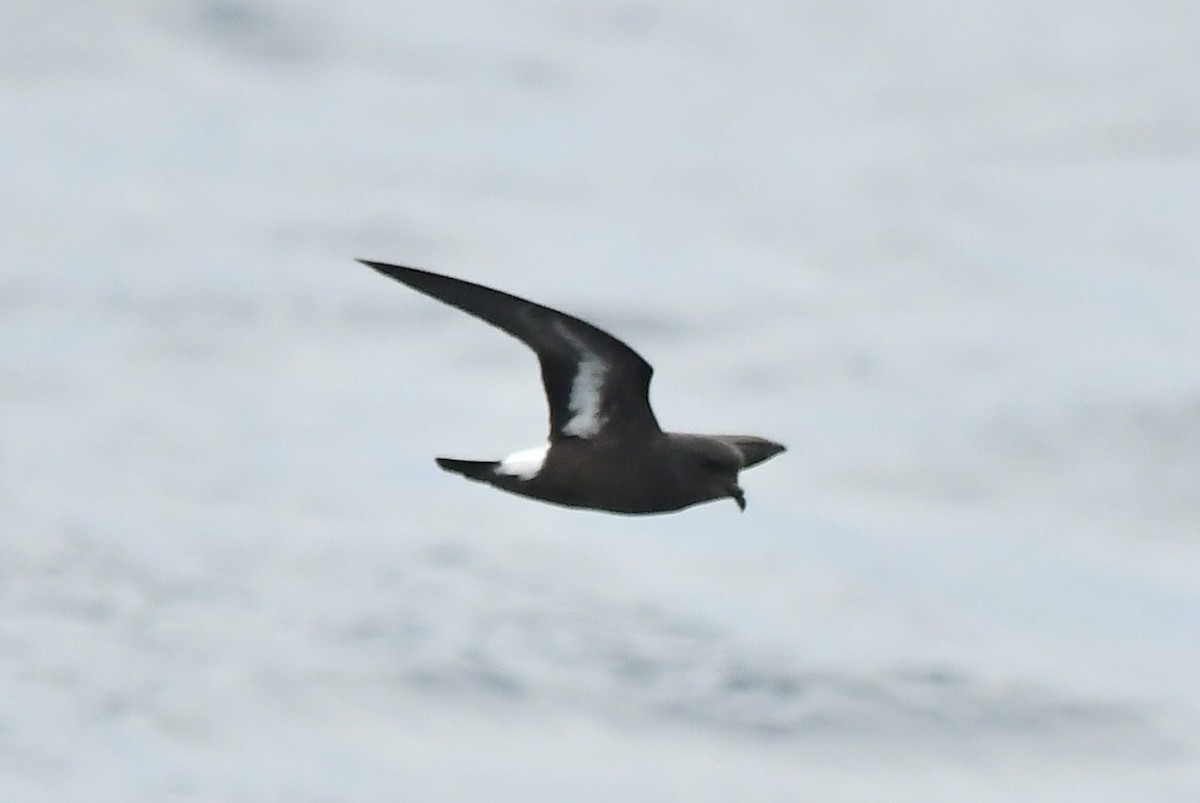 Océanite tempête - ML643768661