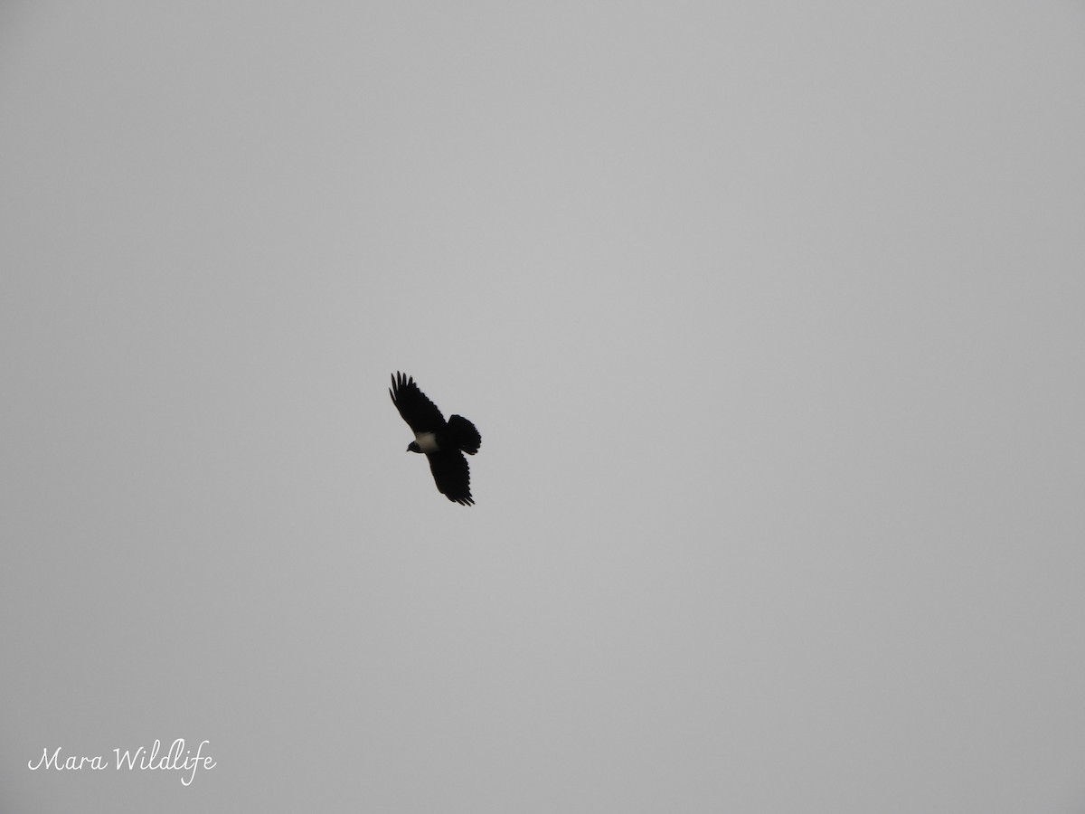 Pied Crow - ML643768675