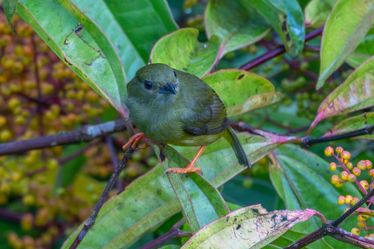 White-collared Manakin - ML643768677