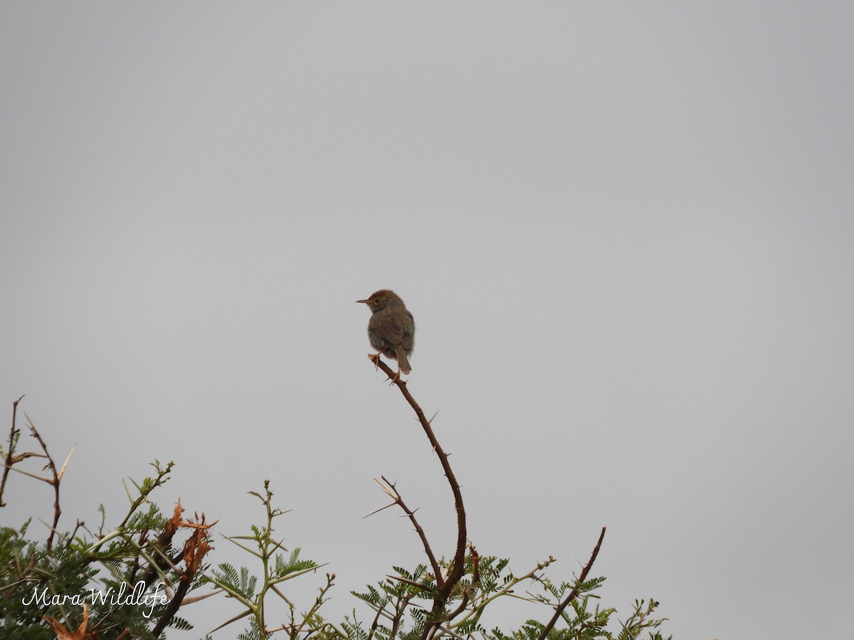 Piping Cisticola - ML643768703
