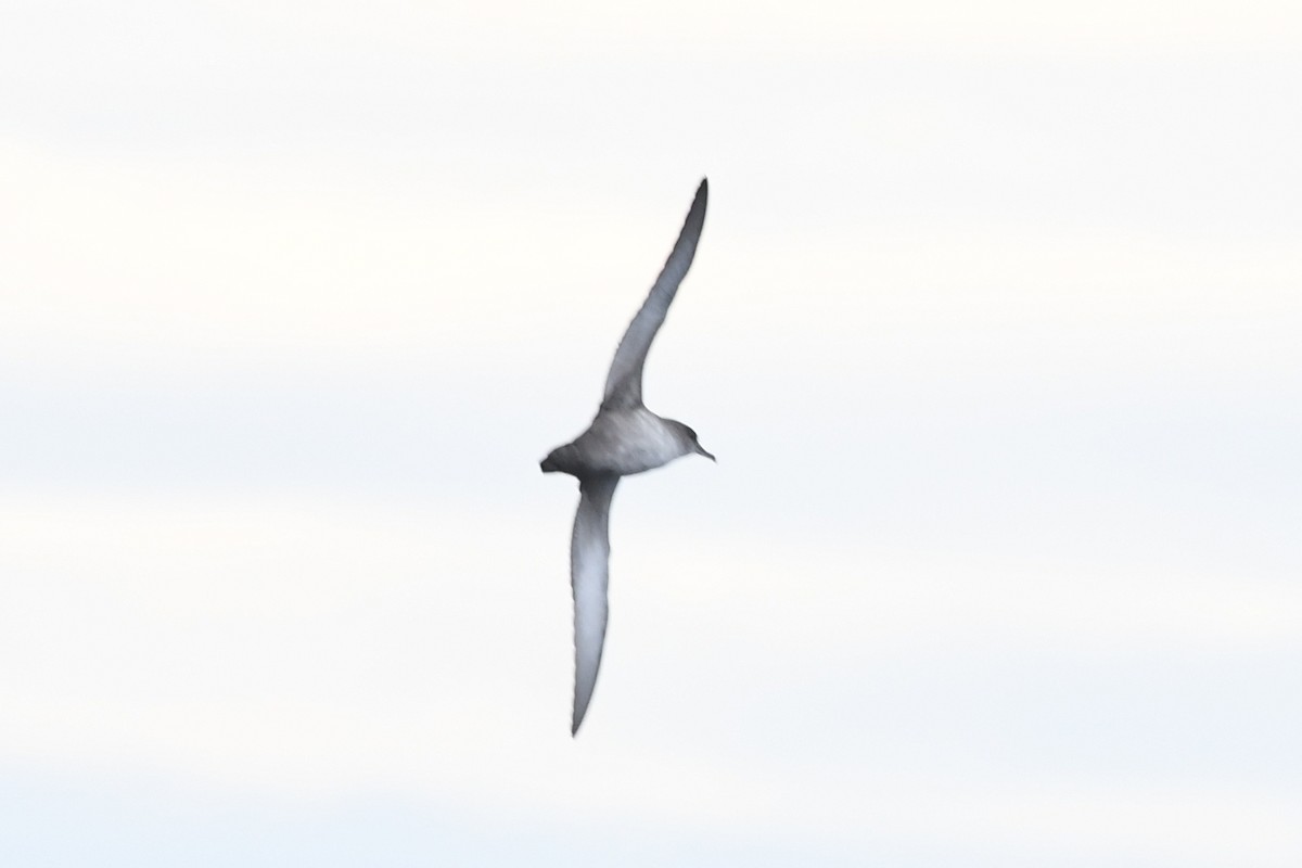 Balearic Shearwater - ML643768705