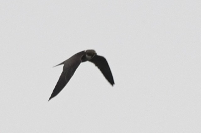 ostříž lesní - ML643768708