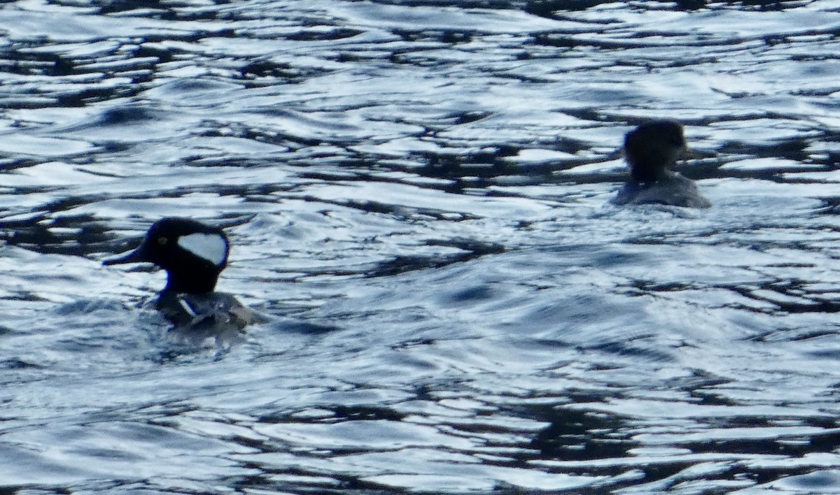 Hooded Merganser - ML643768709