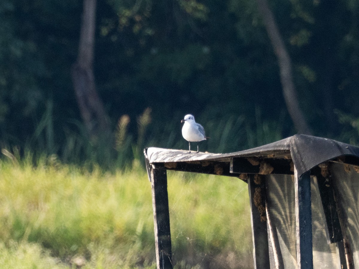 Laughing Gull - ML643768764