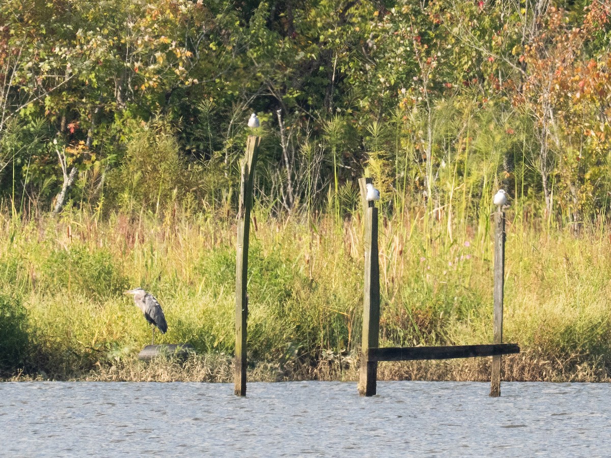 Laughing Gull - ML643768765