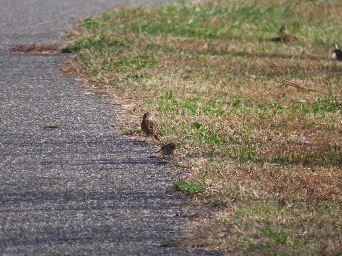 Vesper Sparrow - ML643768784