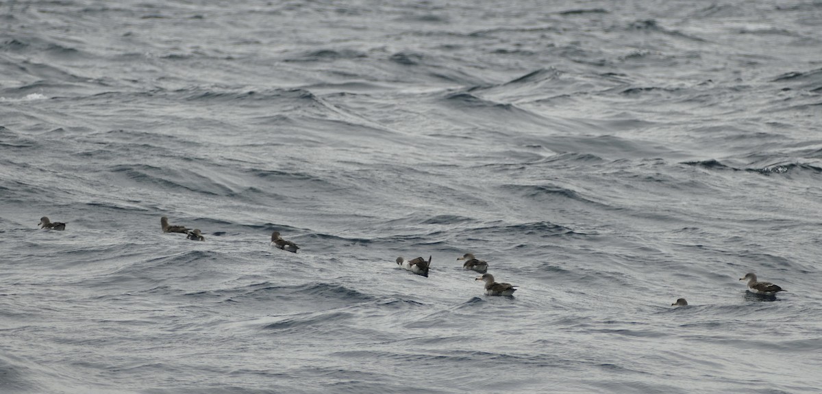 Cory's/Scopoli's Shearwater - ML643768791