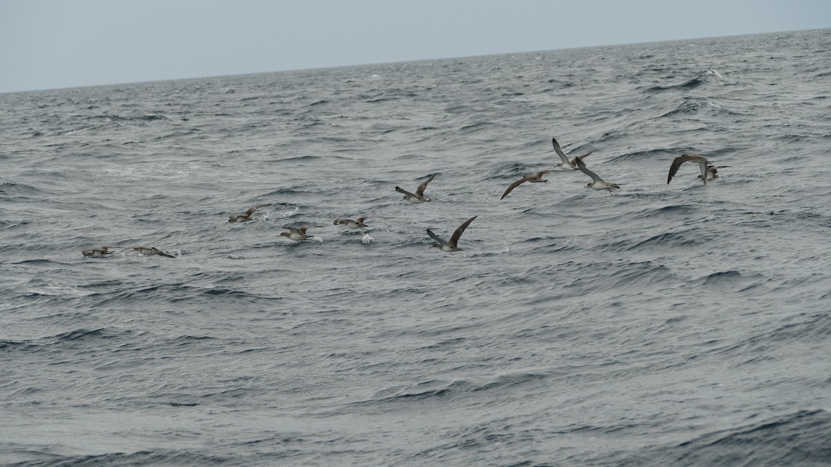 Cory's/Scopoli's Shearwater - ML643768792