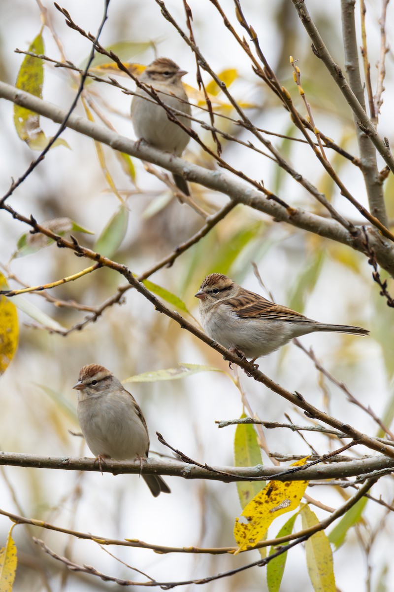 Chipping Sparrow - ML643768799