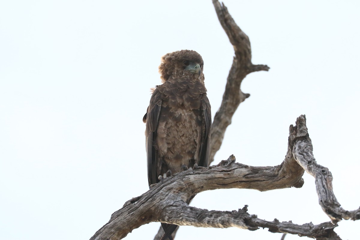 Bateleur - ML643768801