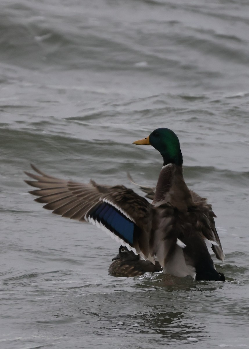 Mallard - ML643768802