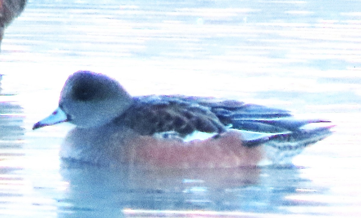 American Wigeon - ML643768803