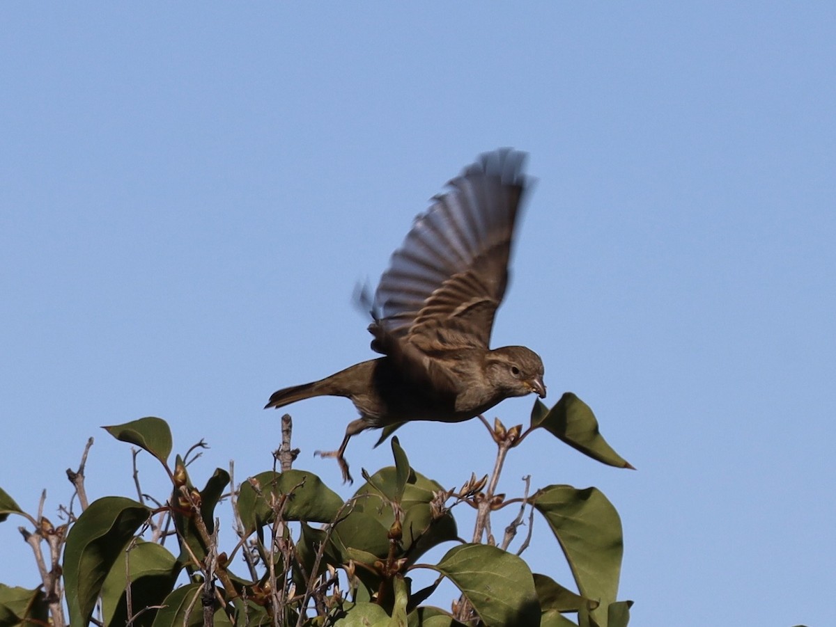 House Sparrow - ML643768804
